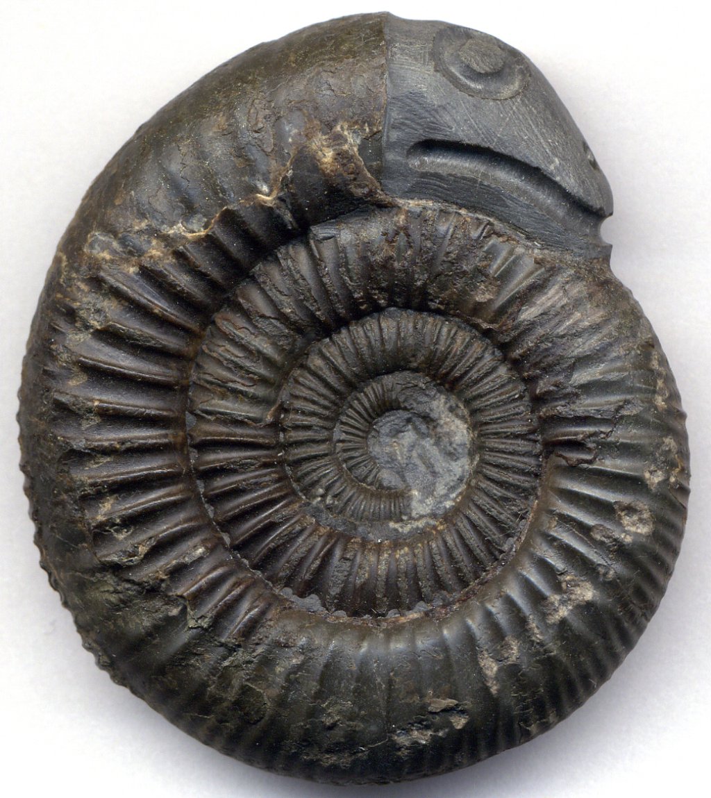 WhitbyUncovered's tweet photo. Whitby Ammonites https://t.co/BrCNtlYYSQ https://t.co/cGij5JH7UY