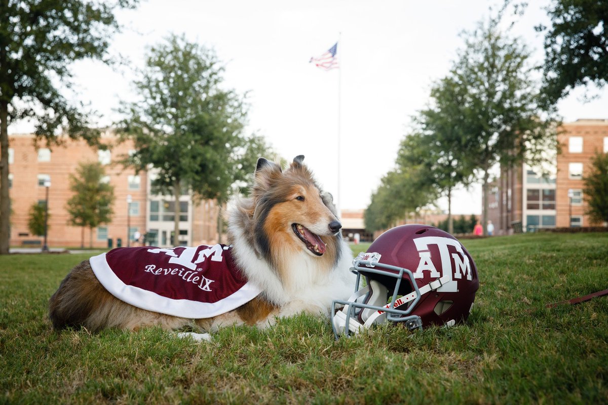 reveille's tweet photo. GAMEDAY!!!!! @AggieFootball https://t.co/ppuG6FNopS