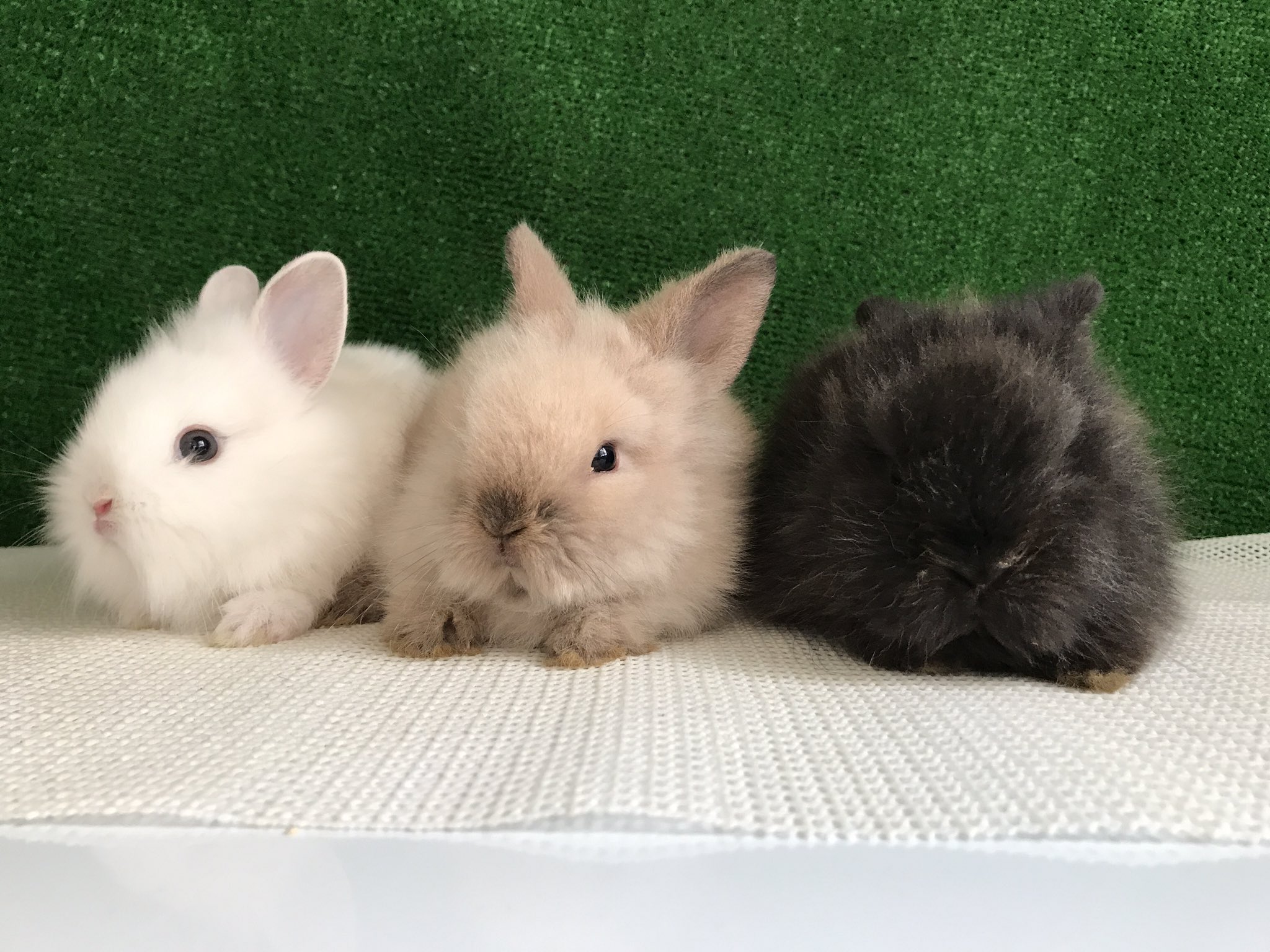 うさぴょんひらおか Na Twitterze ライオンヘッドラビット ふわふわ もふもふ でかわいい ライオンヘッドラビット 赤ちゃん うさぎ ふわふわ かわいい T Co Usts4wq1 Twitter