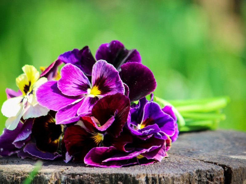 哀れな金平糖 Ipqjl9r5siqxavb Twitter