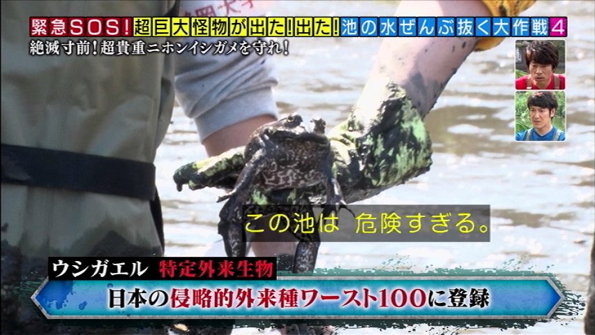 池の水ぜんぶ抜く カルガモや鯉を食らう危険生物 水を抜いてその正体を突き止める そしたらもっとヤバい投棄物も見つけてしまった 5ページ目 Togetter 池の水ぜんぶ抜く カルガモや鯉を食らう危険生物 水を抜いてその正体を突き止める そしたらもっとヤバい投棄物も見つけてしまった 5ページ目 Togetter
