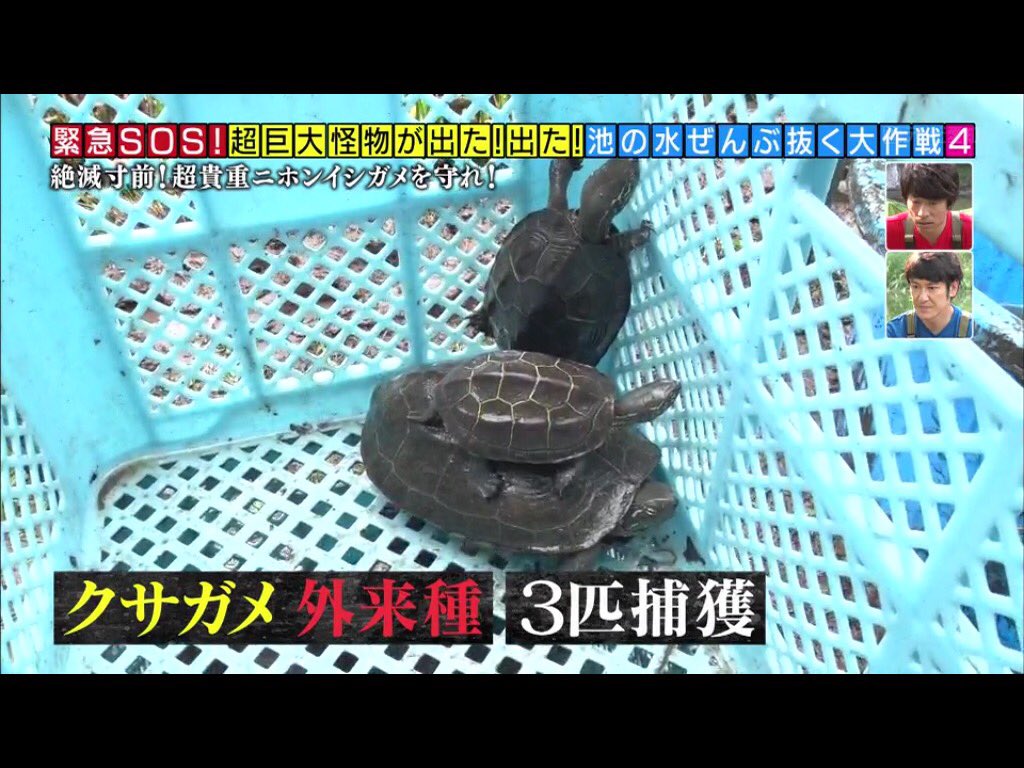 池の水ぜんぶ抜く カルガモや鯉を食らう危険生物 水を抜いてその正体を突き止める そしたらもっとヤバい投棄物も見つけてしまった 5ページ目 Togetter 池の水ぜんぶ抜く カルガモや鯉を食らう危険生物 水を抜いてその正体を突き止める そしたらもっとヤバい投棄物も見つけてしまった 5ページ目 Togetter