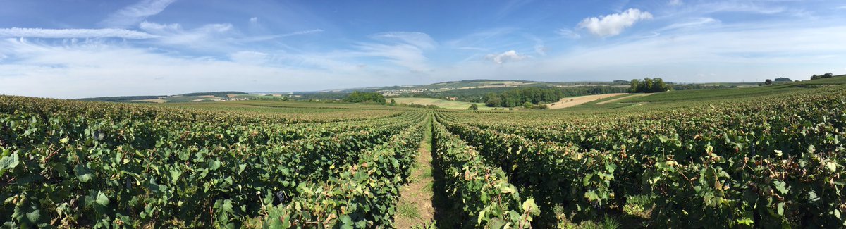 Great moment for #harvest17 ! #sun #Champagne #champagnecossy #France
