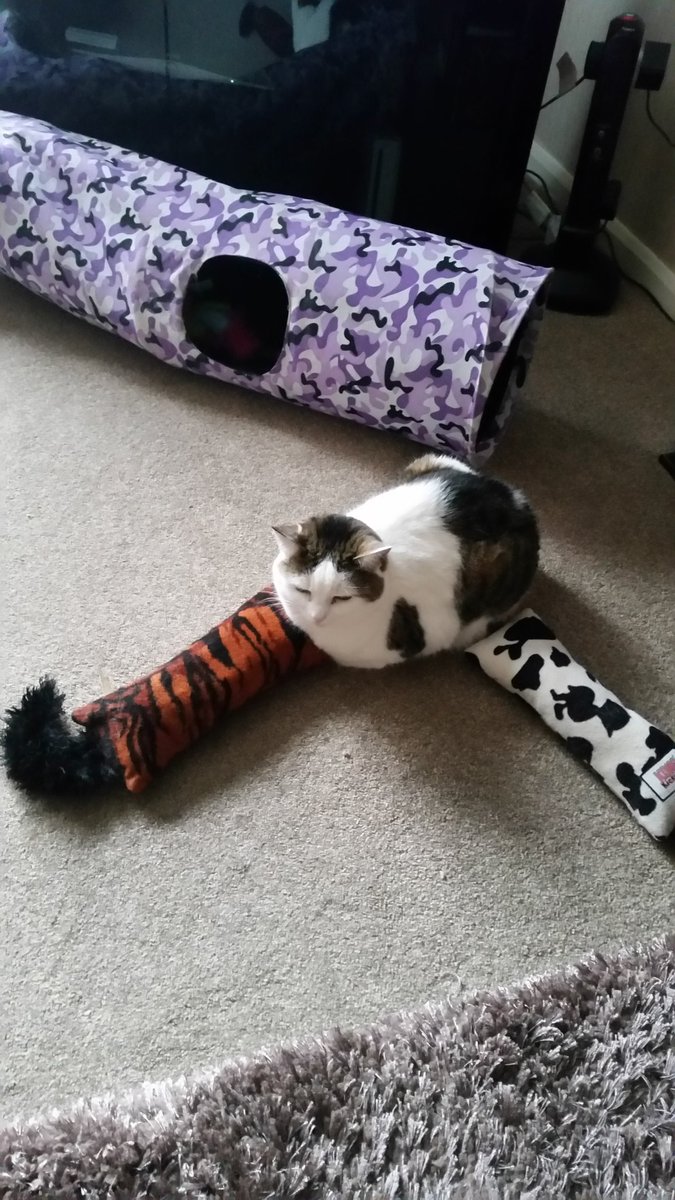BeesleyLisa's tweet photo. Juxtaposing with my #kickeroo #SundayMorning https://t.co/RSGGMlrCY0