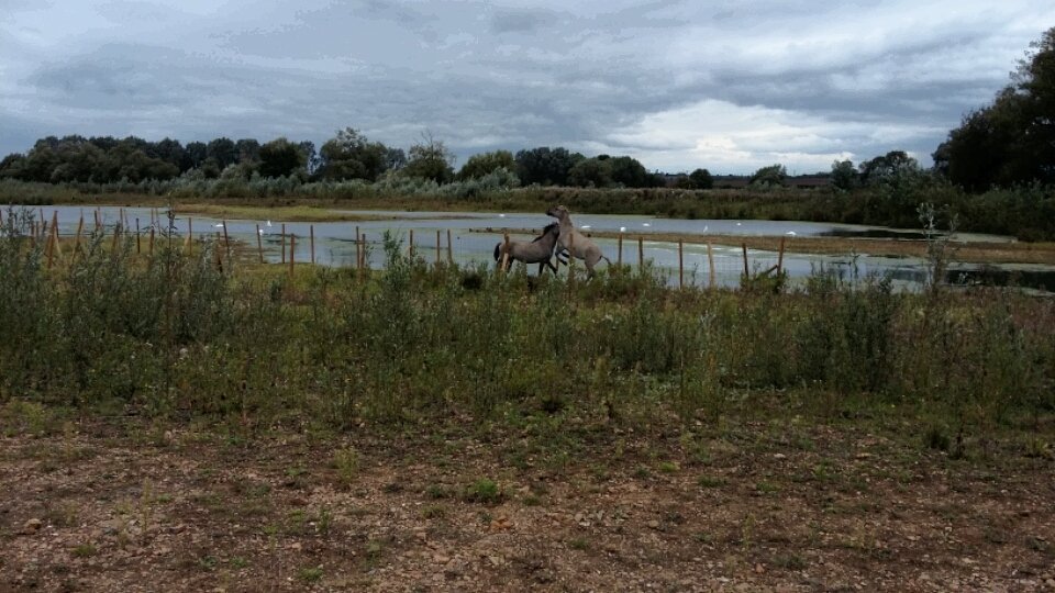 angiloveslife's tweet photo. Stupid ponies are stuck in the new reed bed but I'm sure if they got in, then they'll get out @TheParksTrust #ffnr https://t.co/6HosyeL8Tg