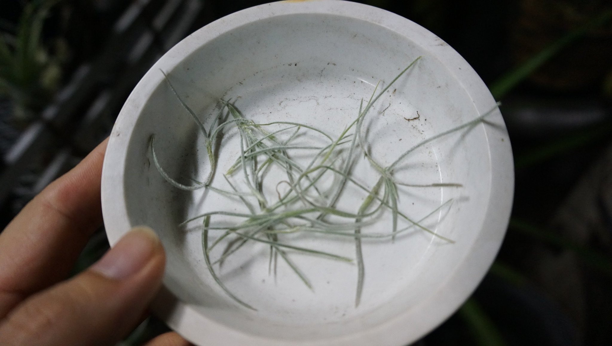 ヤノサキ 巣籠り Pa Twitter チランジア エアープランツ 悲報 ウスネオイデスちゃん食害される 時期的にバッタかコオロギやキリギリスなどの鳴く虫辺りだと思うんだ しかもホムセンで買った安物には手をつけず 少しお高い黒花だけムシャムシャ