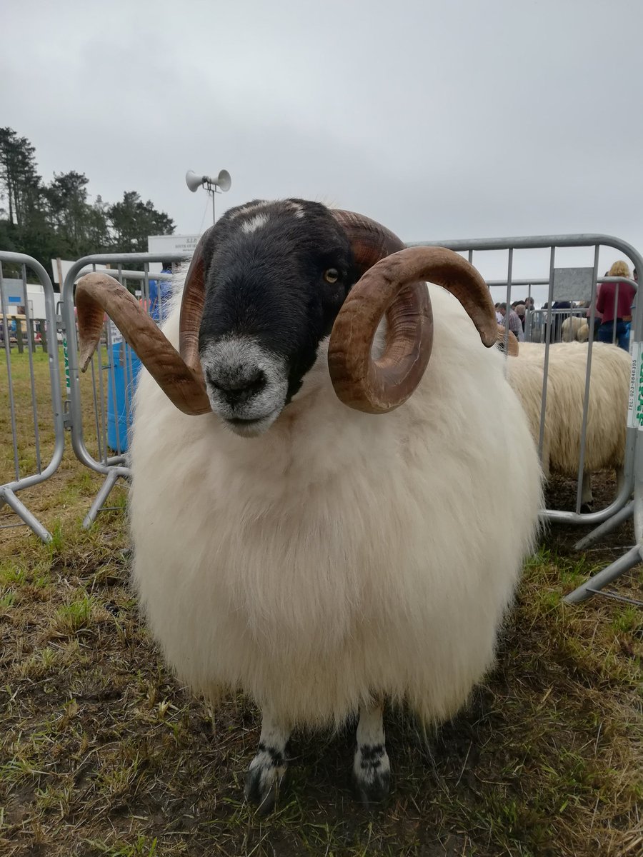 PrimDuplessis's tweet photo. Blackface... Is this my best side #laidbacklamb https://t.co/KFKTAJyEPe