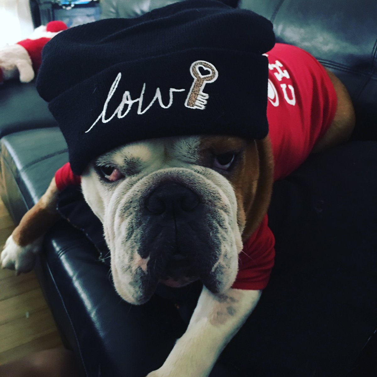 CreativeCarmen1's tweet photo. Good morning @AmyFreeze7, this is Rocky. He is so lovable! https://t.co/98CXaB03qg