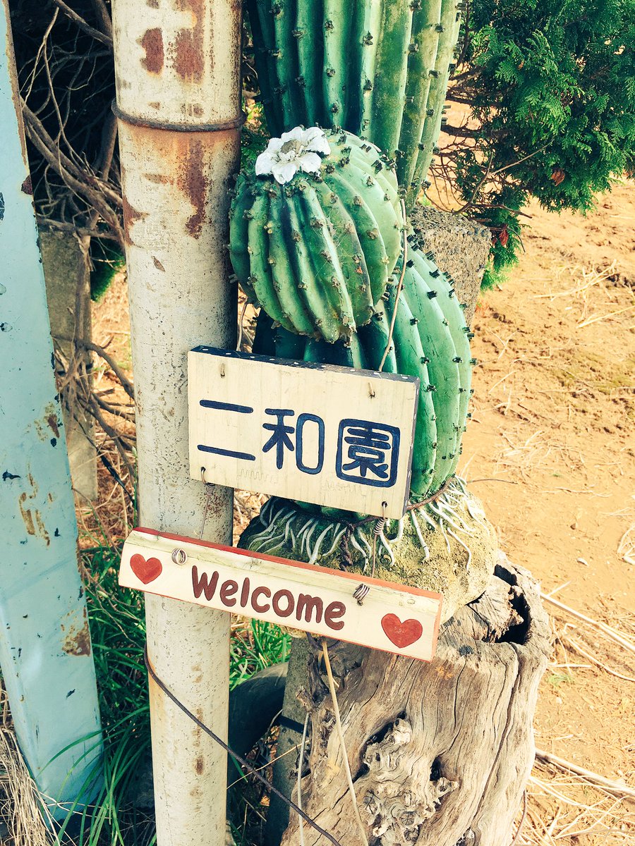 せんだいタウン情報s Style Pa Twitter 真夜中タニク おばんです なんと 千葉県の多肉植物 サボテン専門店 二和園 に行ってきました なんと言うか もう震えるくらい楽しかった ビニールハウスいっぱいに とびきり生き生きした多肉さんたちがいっぱい