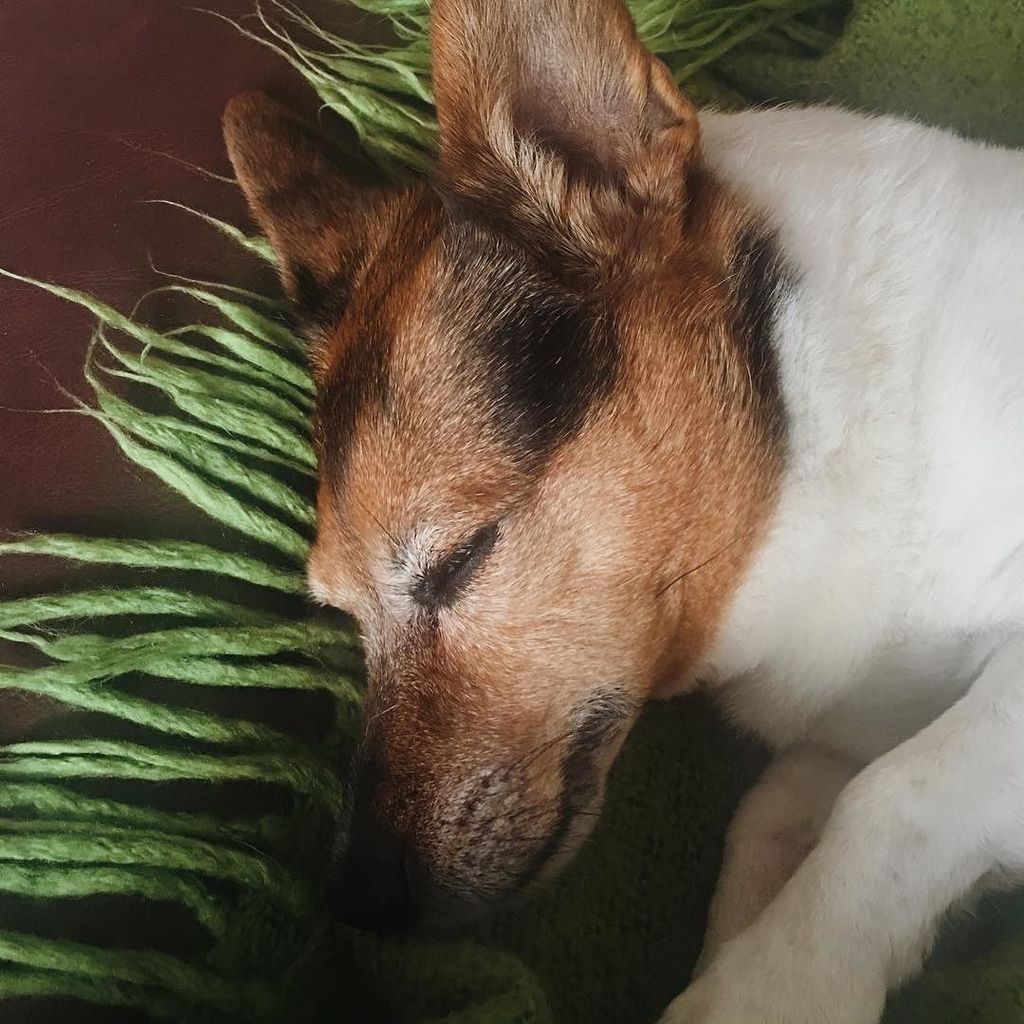 Feeling pretty low today as finally accepted that my beloved pooch has gone deaf. I'm trying to find the silver li… ift.tt/2ezDn6Y