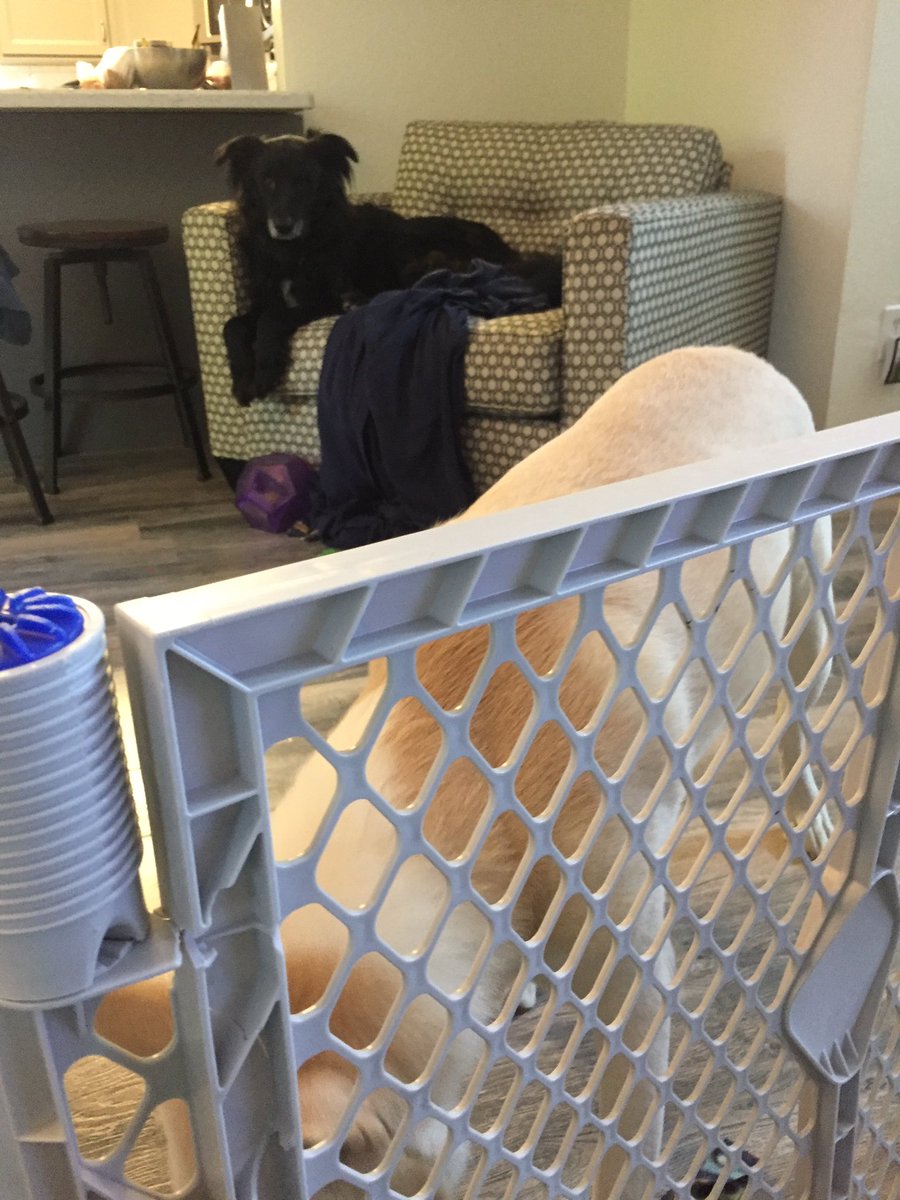 DenmanDogs's tweet photo. She's trying to keep us away from the baby on the floor. Good luck πno flimsy plastic is gonna hold us back #RascalPuma #KodaRae https://t.co/NjDbtAqPyx
