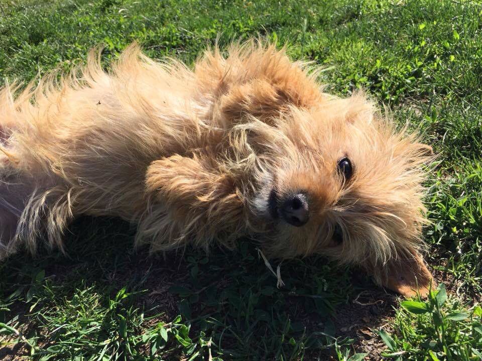 Regal 👑 #RescueDogOfTheDay is #PrinceGeorge Cairn/Yorki Mix He is a lovely chap needing a calmer home #Norfolk #fosterboy #blondie