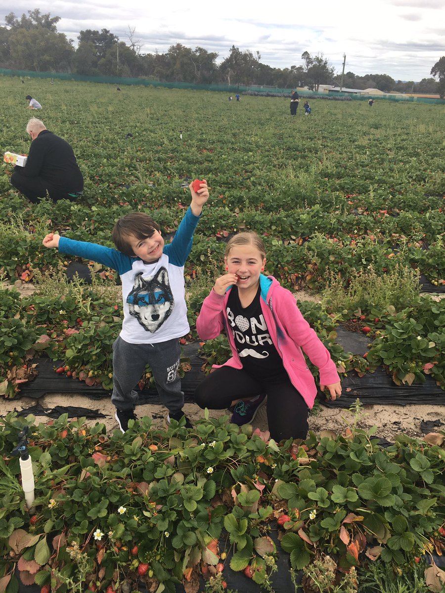 77Hawksley's tweet photo. Strawberry picking with the family today 🍓🍓🍓 https://t.co/2Cn5KwCpty