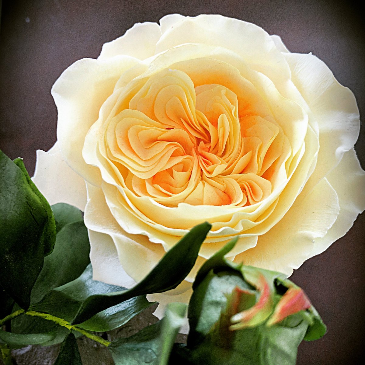 ShareNbake's tweet photo. #davidaustin #rose made of #sugar
https://t.co/UQGxOpF2LM https://t.co/wv3hgUrK43