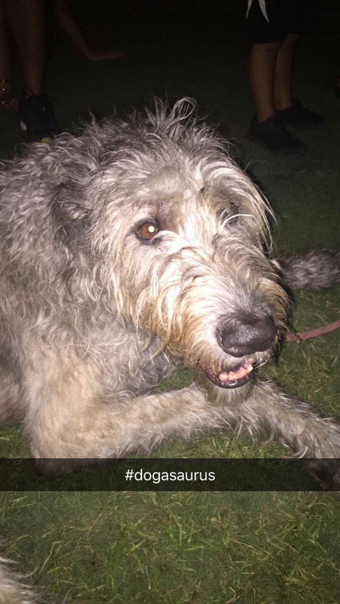 pricklypear13's tweet photo. Met this handsome #irishwolfhound last night. Sweet giant!! #dogasaurus https://t.co/a64CdtKqym