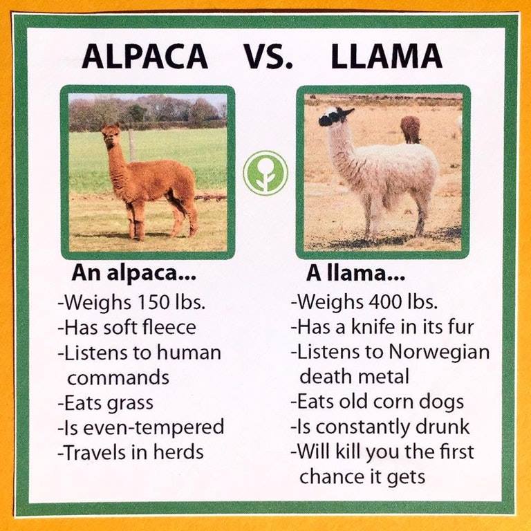 MensHumor's tweet photo. Alpaca vs. Llama https://t.co/sZjihhsABA