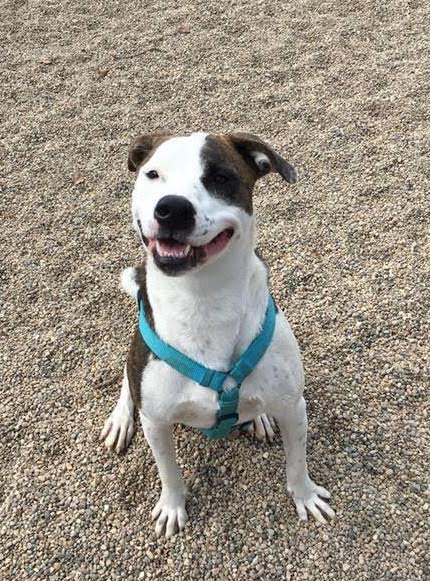 Come meet Molly today @hscalumet you will not want to miss this sweet girl #adopt #dogsoftwitter #adoptdontshop #shelterdog