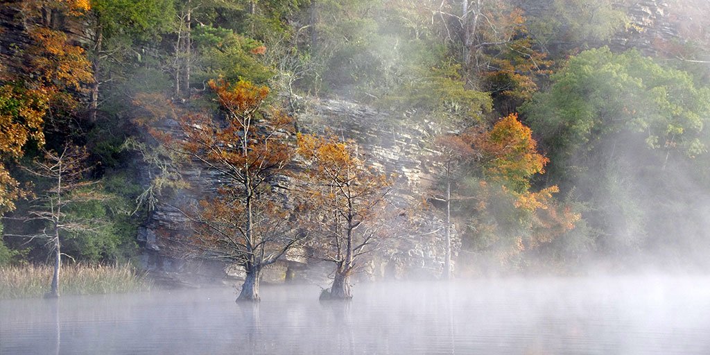 American Forests tweet media