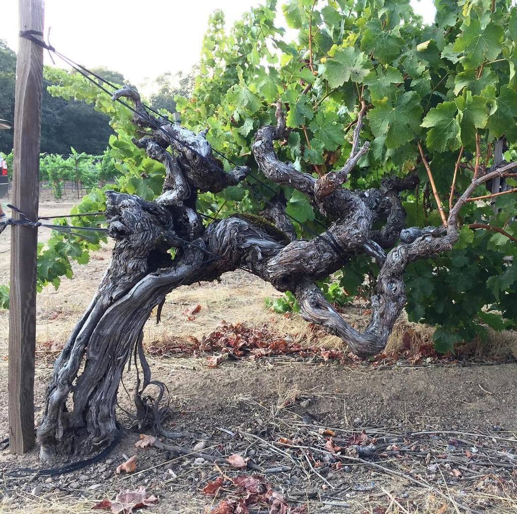 JeannieChoLee's tweet photo. If anyone can correctly guess the age of these #canernetsauvignon vines from #tokalonvineyard #napa, I will send a copy of my wine pairing … https://t.co/tVYhhWUbsg