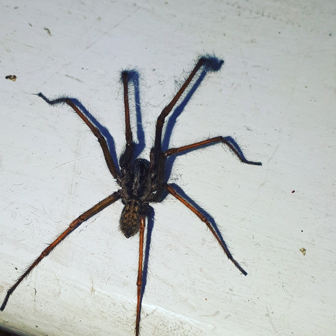 Eeekkkk ....... Send help #spiderfear