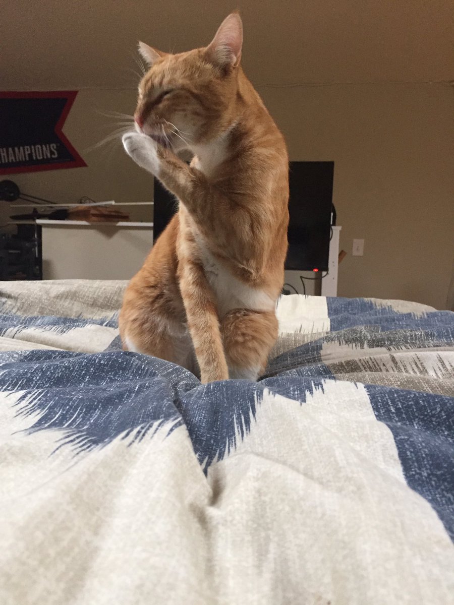 This one wakes me up every morning with that little nose purring in my face. #BUDDY