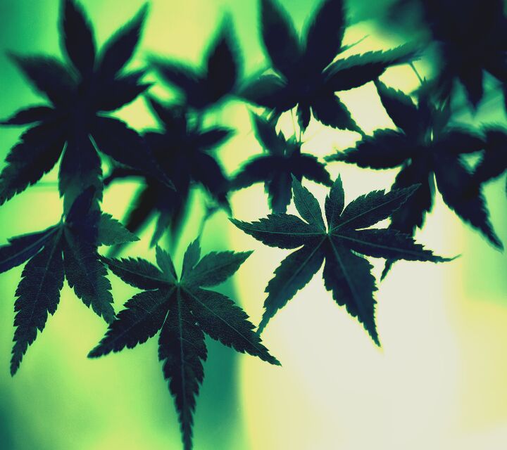 RetiredRatchet's tweet photo. Waking up in Seattle & realizing you need a #KushGuide? Hmu #Bumbershoot https://t.co/fifI6QarpN