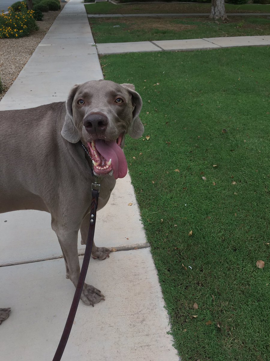 AZPetSitterPro's tweet photo. Happy Mumford. 

#dogwalking #dogwalker #gilbertaz #gilbertazdogwalker #weim #weimlove #weimeraner #weimaddict #weimaranerlife #weimagram https://t.co/UtGRmFNKGc