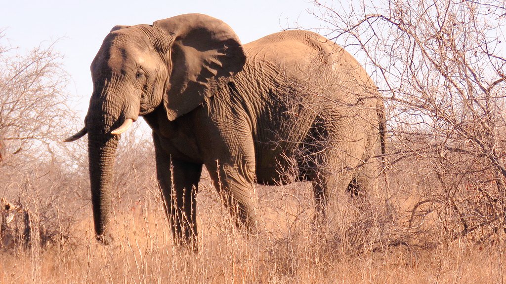 ReMarcable5's tweet image. Sunday afternoon elemoment at Mopane Grove.