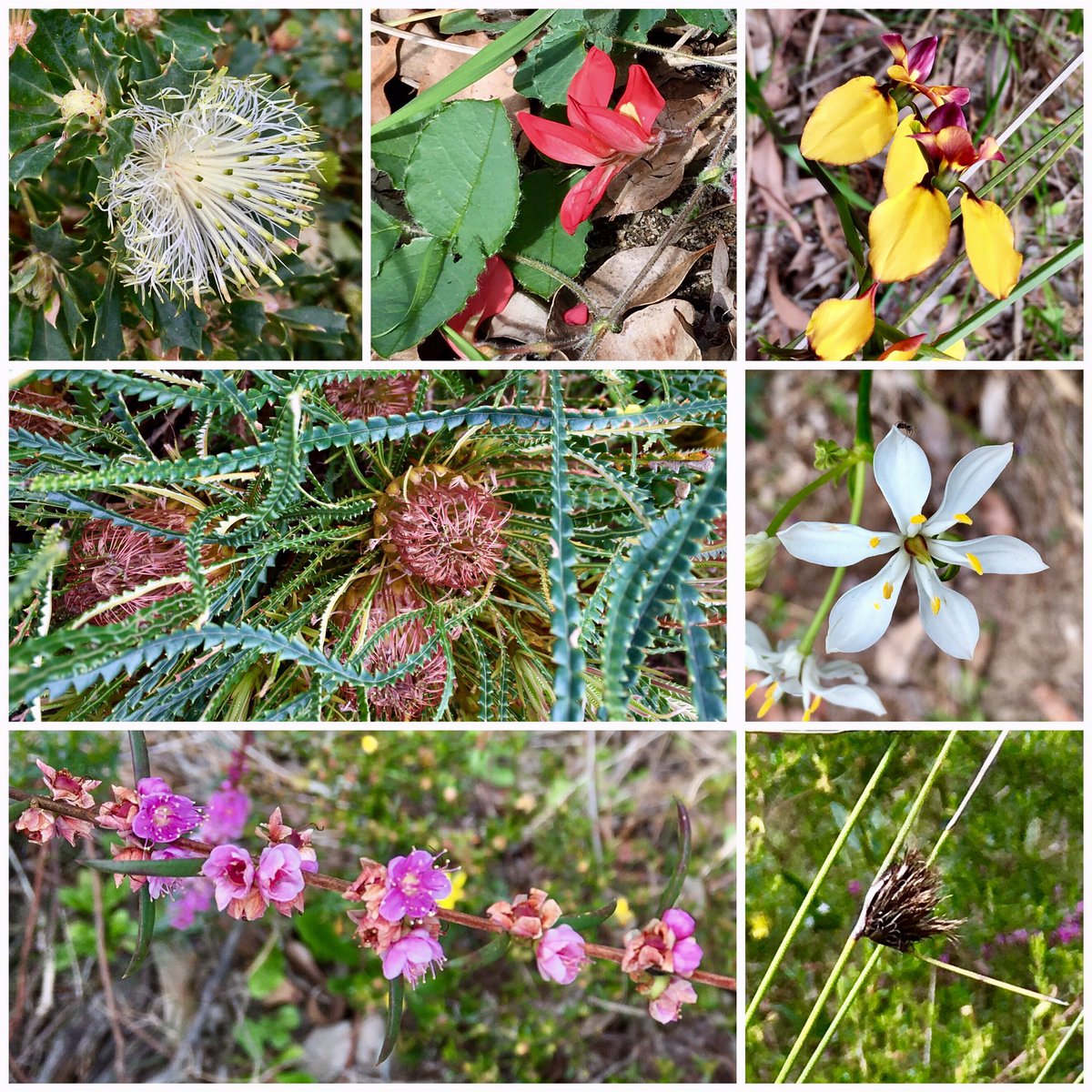 RosaBuddd's tweet photo. Beautiful Samson Park  #wildflowers and walk, this morning, thanks to @WildflowerSocWA &amp; Murdoch friends #Australia https://t.co/rolklVDAXs