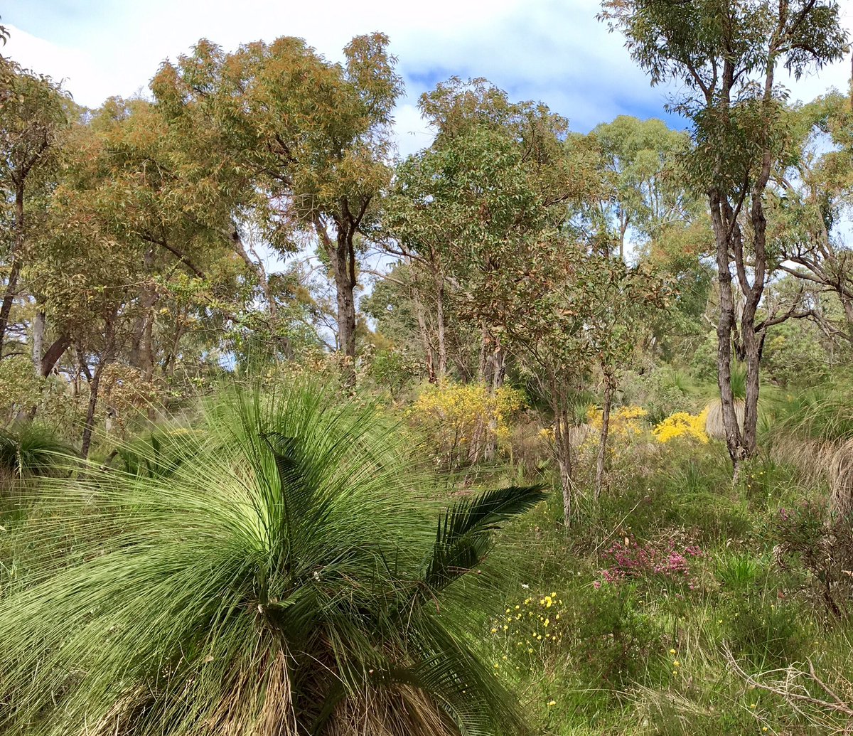 Beautiful Samson Park #wildflowers and walk, this morning, thanks to @WildflowerSocWA & Murdoch friends #Australia