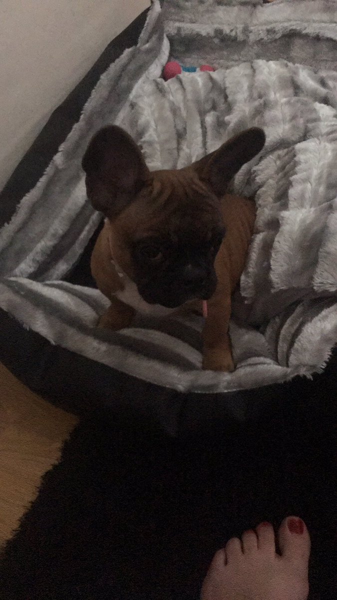 memseyxman's tweet photo. Welcome home Tiffany lol #chuckybride #chuckyandtiffany @P_Wicks01 @frenchbullpuppy https://t.co/R5yGg3iJzV