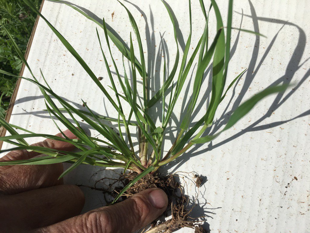 Rye that got past 1L of Cletho! <a href="/agriprof/">Wayne Smith</a> is it worth coming back again with factor? #toolate #chaffcartit