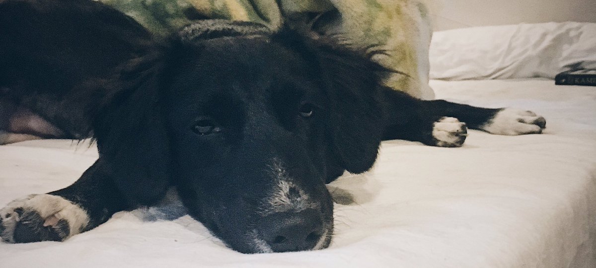 bitingfriends's tweet photo. #GraceBones isn't feeling Monday at all. https://t.co/9G6eZ5oB9H