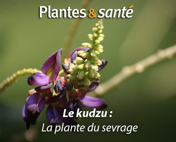Image de la semaine / Kudzu
Vertues medicinales : urlz.fr/5wOG