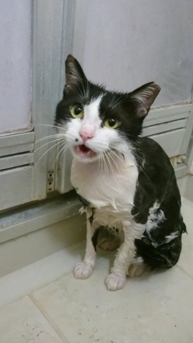 ハチワレ さしみ 今年梅雨時に真菌になり 予防のために猫生で3回目のシャンプー 晴れてよかったー 大声で鳴くくらいで 暴れることなくさせてくれるので助かる ドライヤーの音は大きくて苦手なので しっかりお日様で乾かしてください シャンプー ハチワレ さしみ 今年梅雨時に真菌になり 予防のために猫生で3回目のシャンプー 晴れてよかったー 大声で鳴くくらいで 暴れることなくさせてくれるので助かる ドライヤーの音は大きくて苦手なので しっかりお日様で乾かしてください シャンプー