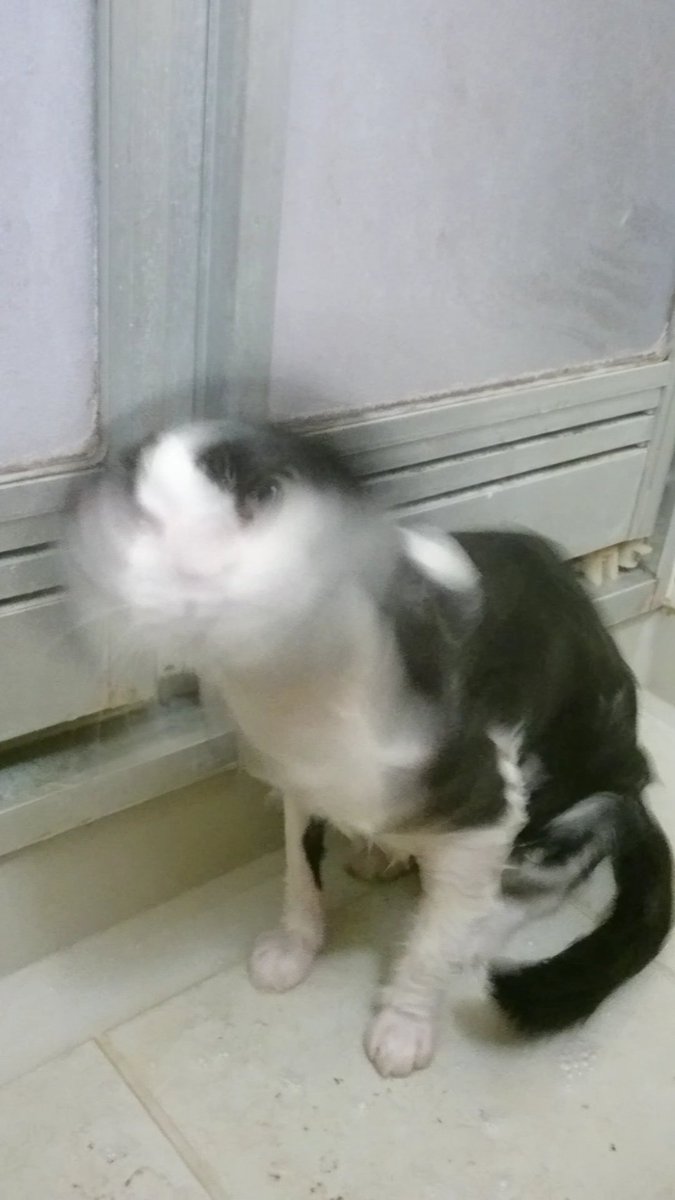 ハチワレ さしみ 今年梅雨時に真菌になり 予防のために猫生で3回目のシャンプー 晴れてよかったー 大声で鳴くくらいで 暴れることなくさせてくれるので助かる ドライヤーの音は大きくて苦手なので しっかりお日様で乾かしてください シャンプー ハチワレ さしみ 今年梅雨時に真菌になり 予防のために猫生で3回目のシャンプー 晴れてよかったー 大声で鳴くくらいで 暴れることなくさせてくれるので助かる ドライヤーの音は大きくて苦手なので しっかりお日様で乾かしてください シャンプー