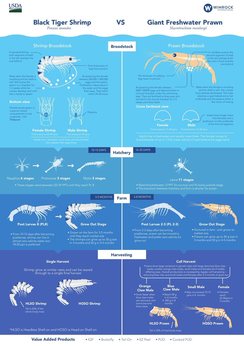 Shrimp Prawn Differences