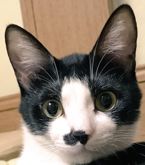 bonbon うん やはりアズキは耳が大きい 赤ちゃんときはそんなにやけども 少しずつお耳大きい猫になってきてたんやな 愛しいやつめ T Co Bfnhwb1u0w Twitter bonbon うん やはりアズキは耳が大きい 赤ちゃんときはそんなにやけども 少しずつお耳大きい猫になってきてたんやな 愛しいやつめ T Co Bfnhwb1u0w Twitter