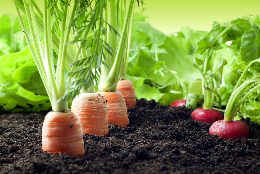 rested_devs's tweet image. Getting impatient for Vegepals?
Why not grow your own friends with this guide to Vegetable Gardening for Beginners! bit.ly/2whY2Cl