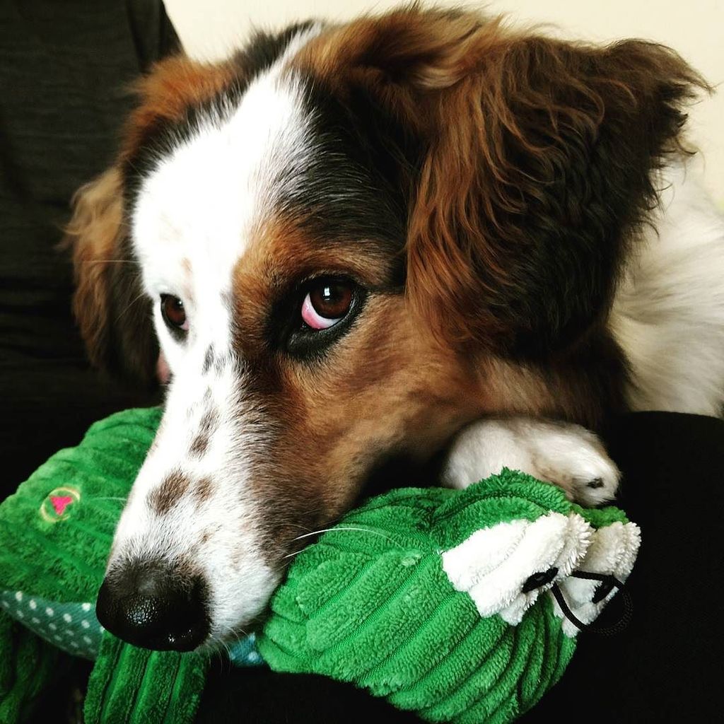 zanymomintx's tweet photo. Frog catching...Izzy likes her new toy. #MeetIzzy #deafdogs #deafdogsofinstagram #adoptdontshop #petparent #huggle… https://t.co/M6QfrFXZZh https://t.co/NIRgr1Mebx
