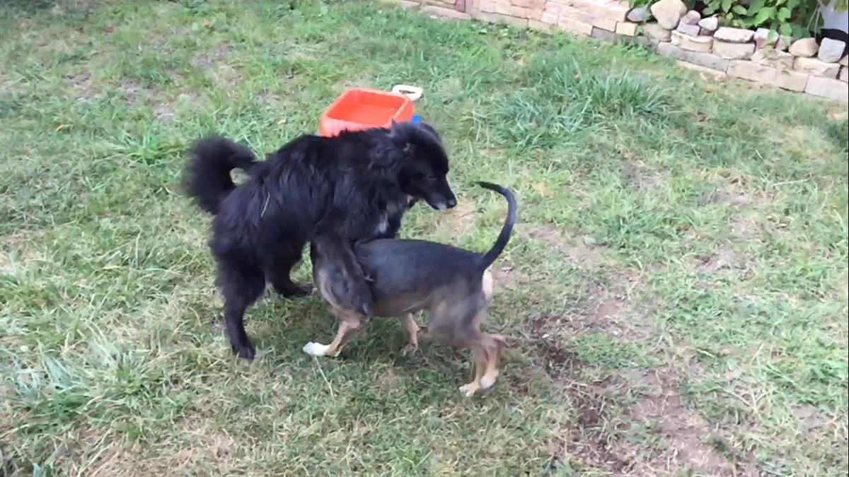 whippetmix's tweet image. So this happened.... #dogparty