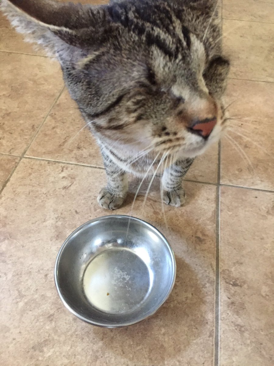 Mil_Pets_Alive's tweet photo. We are low on wet food.  If anyone can donate, here is our wishlist: https://t.co/GVdVMnNTb6 #foodforrescue https://t.co/0ke127kyX9