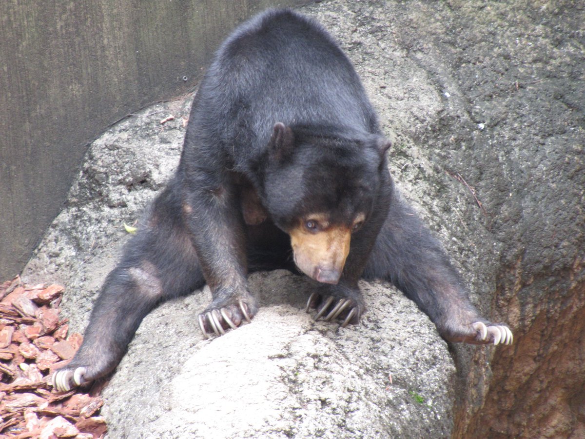 Kanou Ar Twitter 上野動物園 マレーグマ 以前の写真では１枚しかあげてなかったので改めて 小さなクマで可愛いですが 爪をみるとやっぱり怖い