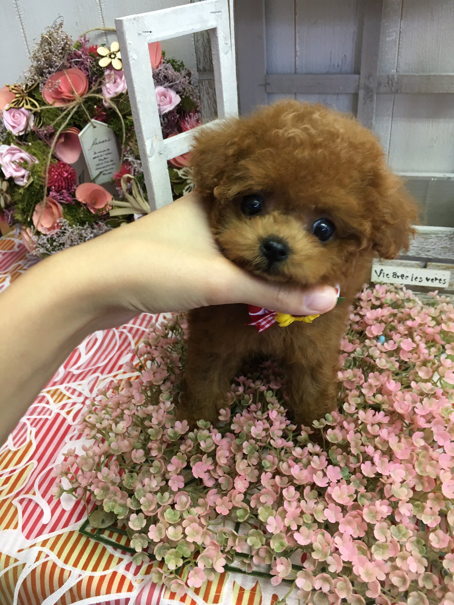 تويتر ぱぴぷぺっと東京店 على تويتر ティーカッププードルの可愛いお顔の女の子 トイプードル ティーカッププードル ぱぴぷぺっと東京店 可愛いこの T Co Ufvpptjwqi
