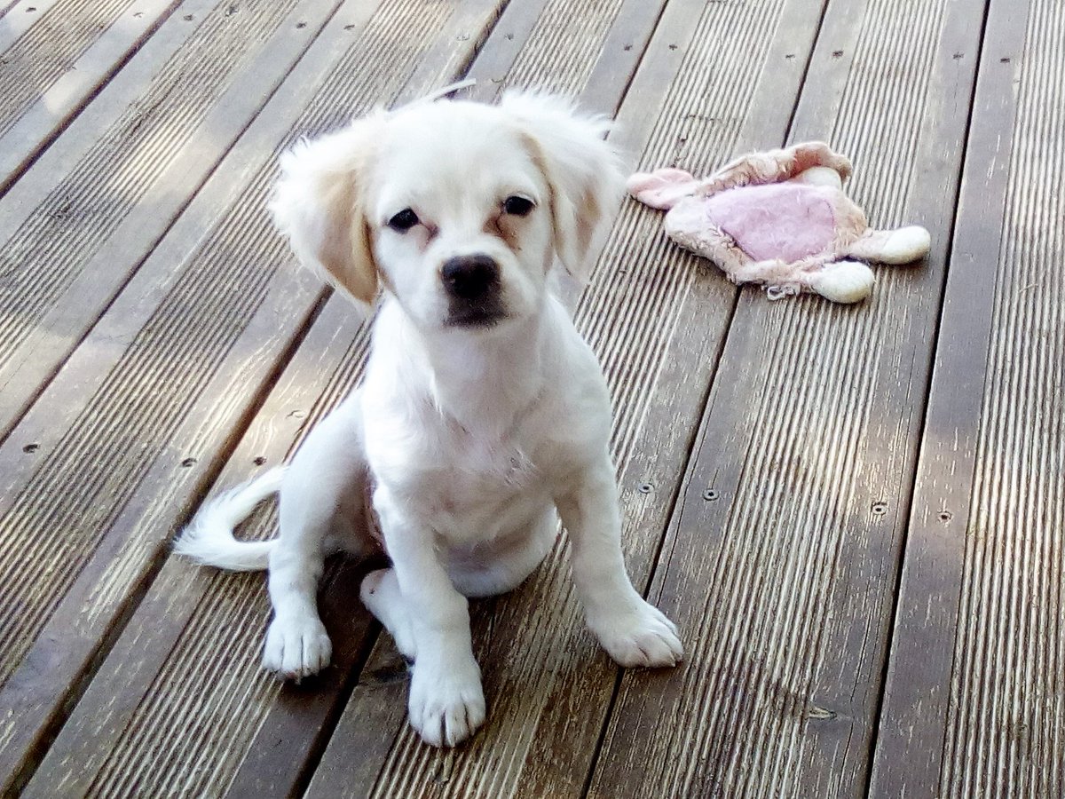 adopt a dog cyprus (ADOPTADOGCYPRUS) Twitter