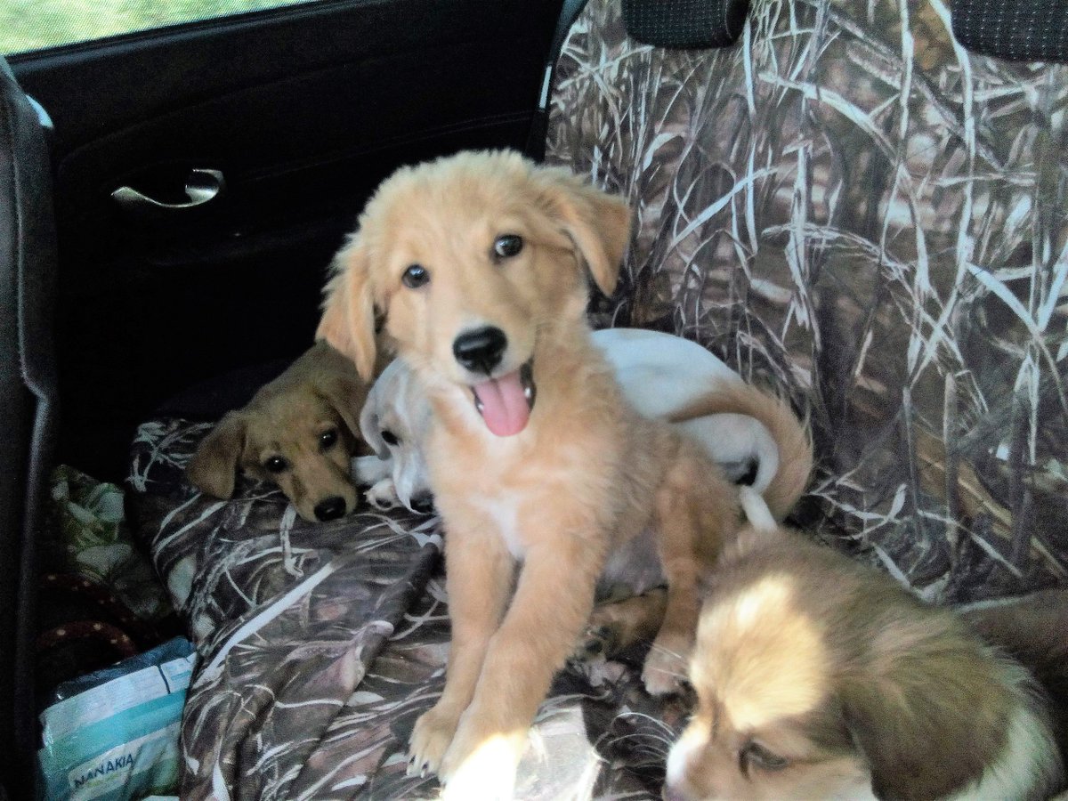 adopt a dog cyprus (ADOPTADOGCYPRUS) Twitter