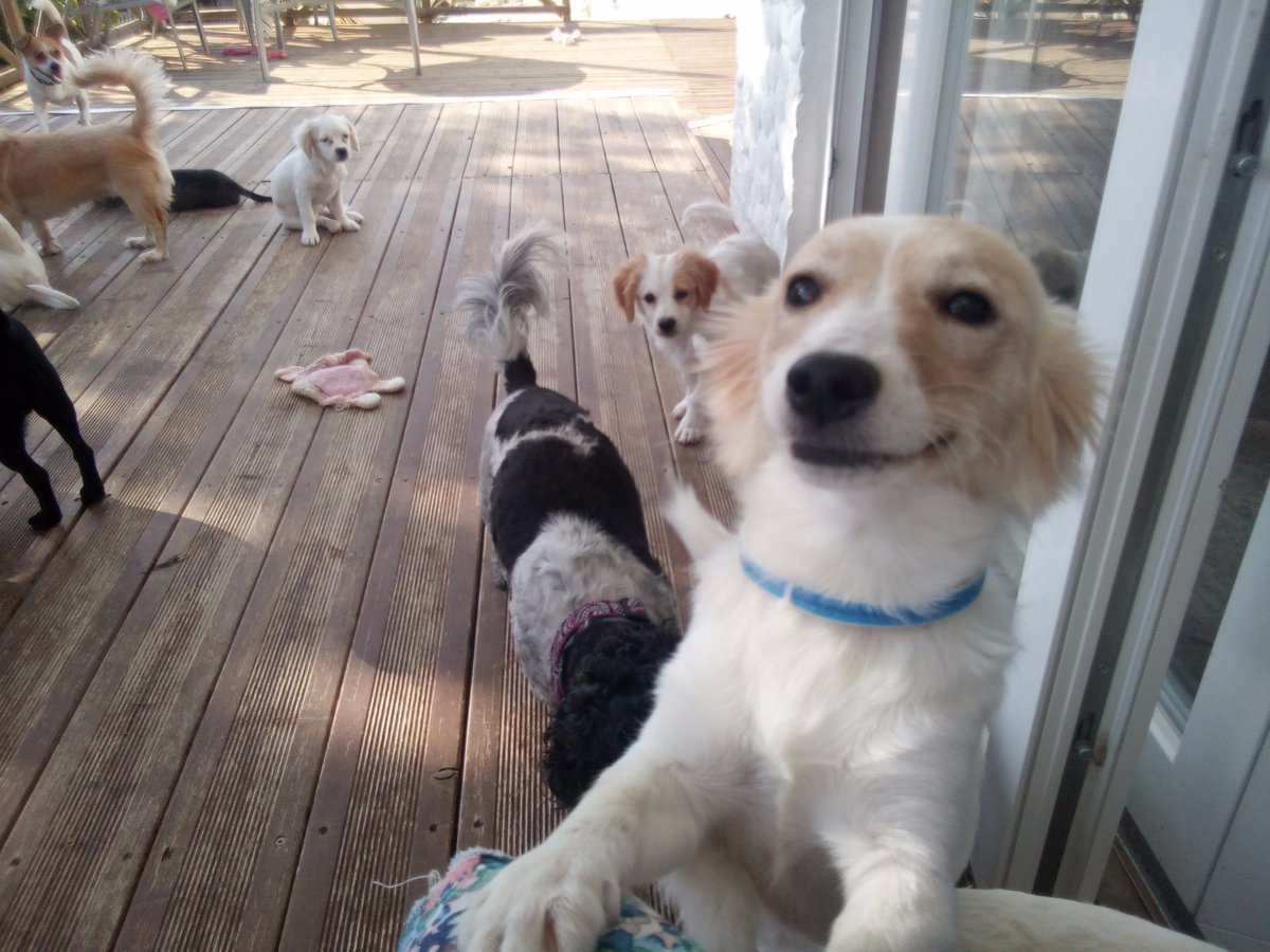 adopt a dog cyprus (ADOPTADOGCYPRUS) Twitter