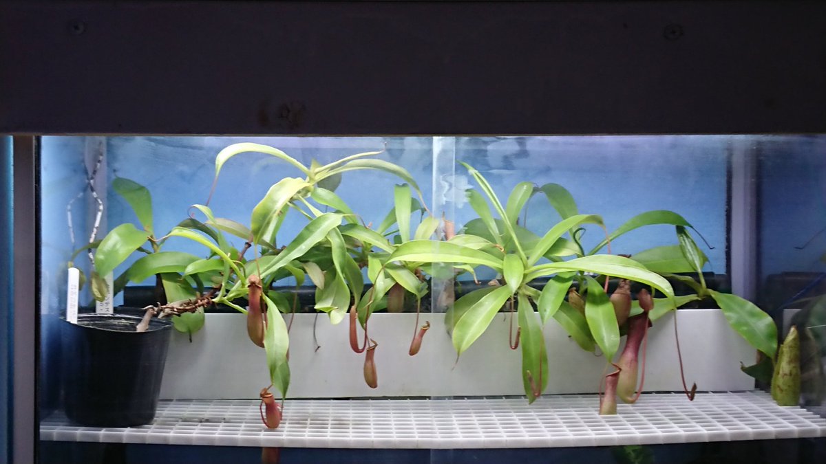 かーすけ 自作温室ですくすくピッチャー付けるネペンテス 挿し木して2年くらい 親株は間違って海水で水やりして枯れちゃった ネペンテス ウツボカズラ