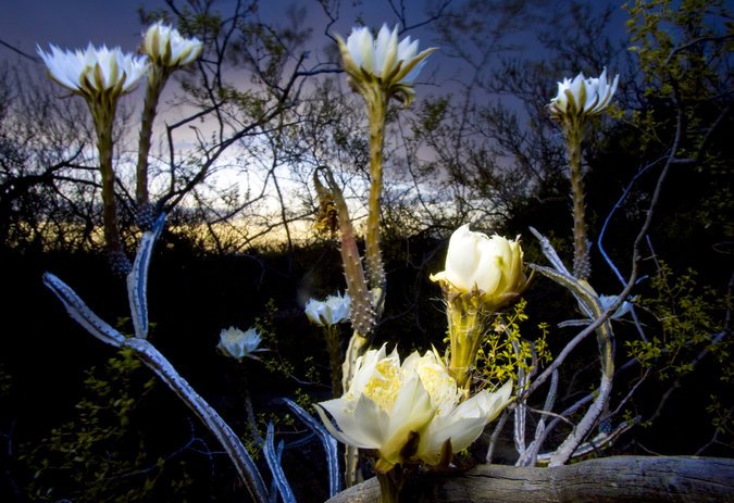 Jeew333T's tweet photo. an excuse to be out in the desert after dark: Peniocereus greggii, desert bloom, https://t.co/FbZyNba7C5 #NYTScience https://t.co/pM8IKyubD5