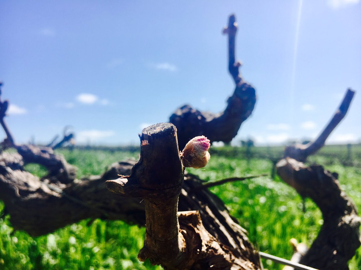 My morning run revealed someone a bit more active! #budburst #budbreak #vineyard #wine #Barossa #Shiraz @BarossaDirt #vintage2018 #spur